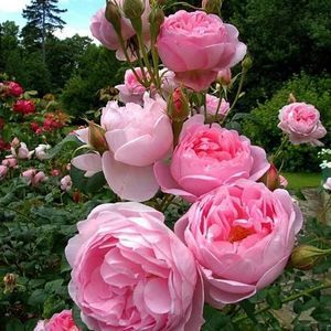 Meet your Posher, Elaine